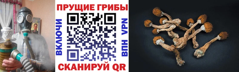 Псилоцибиновые грибы Psilocybine cubensis  Губаха 